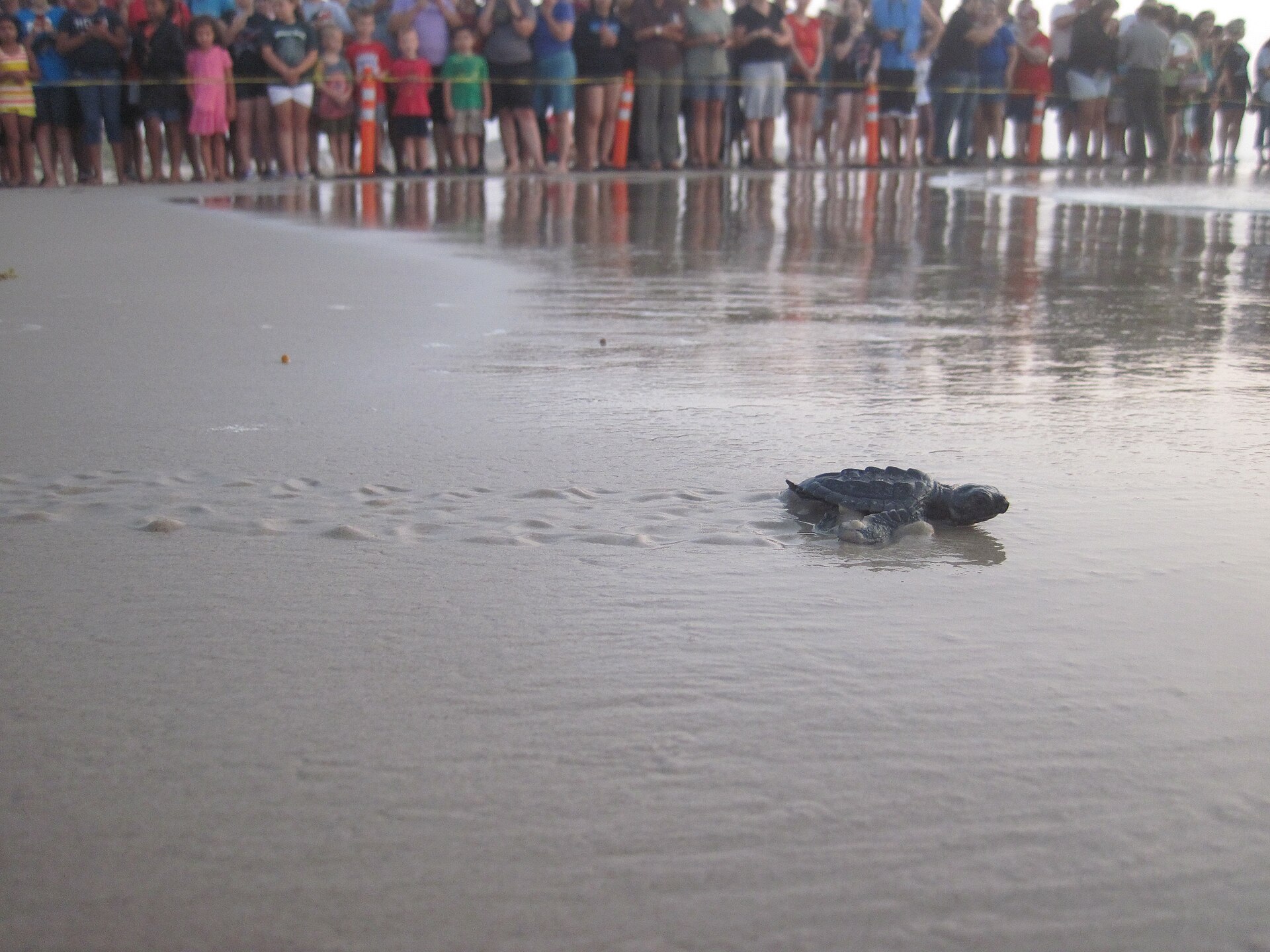 A Kemp's ridley hatchling crossing the sand toward the surf at a public release