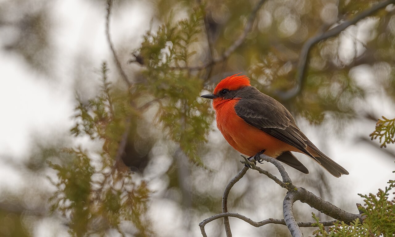 A male vermilion flycatcher, a small bright red bird, perched on a bare branch