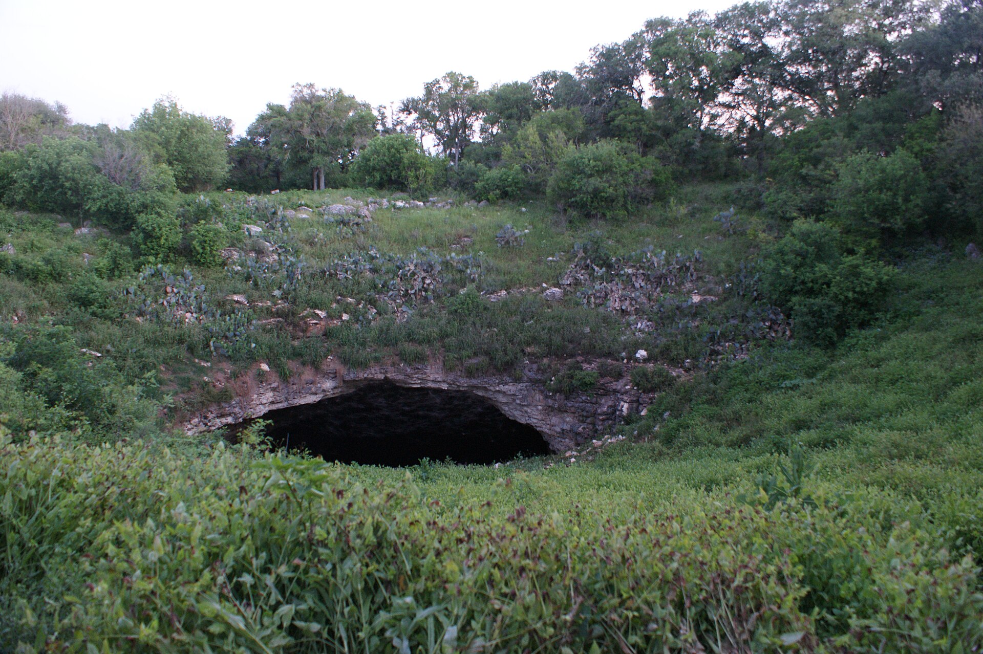 Millions of bats flying out of Bracken Cave at dusk