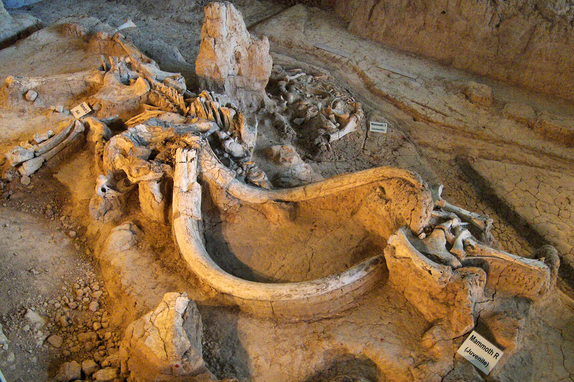 Waco Mammoth Fossils